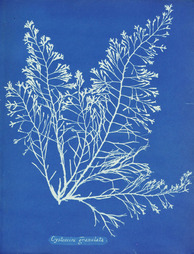 Picture-image sourced from http://www.chatsworth.org/art-and-archives/art-library-and-archive-collections/highlights/photographs/cyanotype-photograph